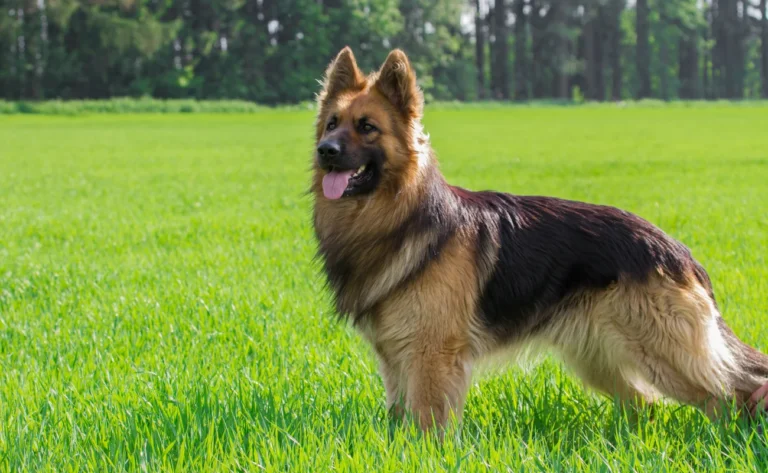 8 Foods That German Shepherds Should Avoid