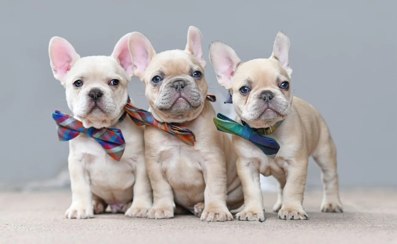 7 Foods That French Bulldogs Should Avoid