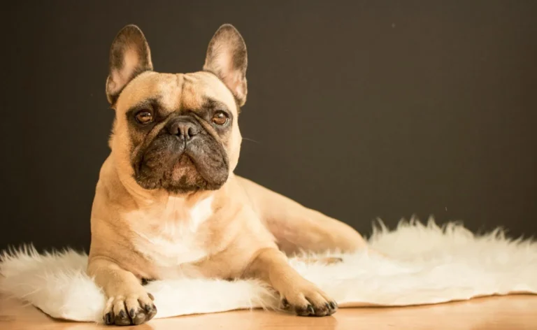 8 Socialization Tips for Raising a Well-Behaved French Bulldog