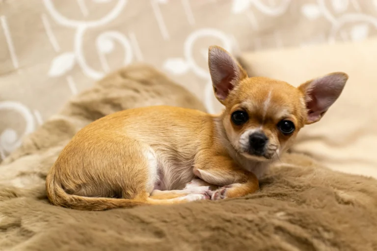 8 Things You Should Never Do With a Chihuahua
