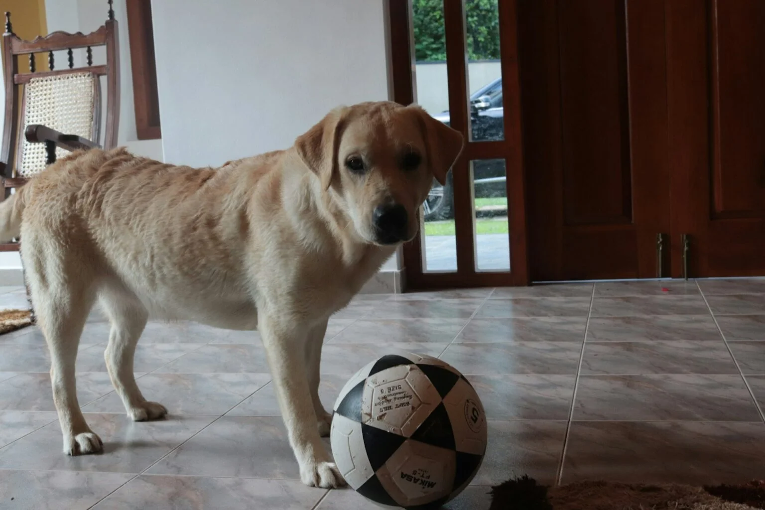 Can You Actually Train Your Dog at Home?