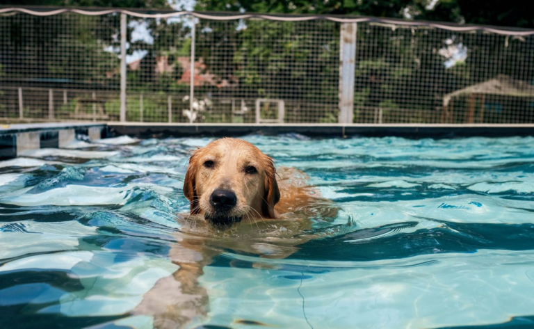 Why Your Dog Needs Hydrotherapy – Main Benefits