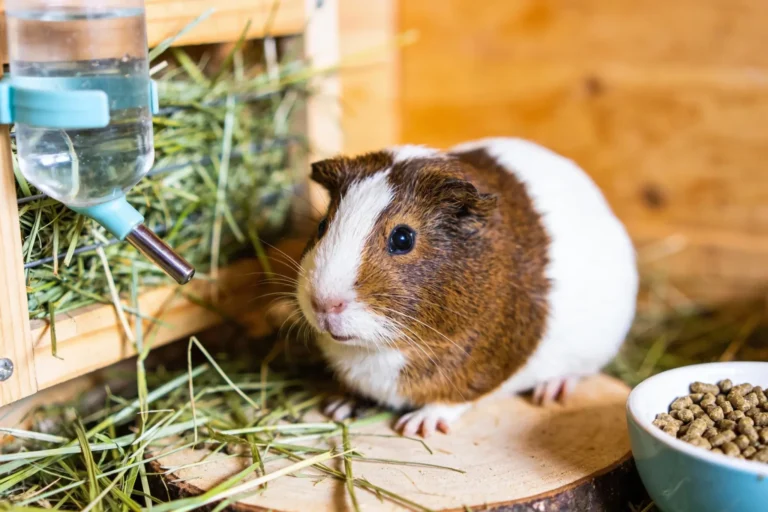 Common Guinea Pig Health Problems
