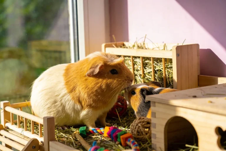 How to Keep Your Guinea Pig Happy