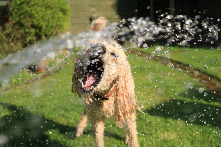 My Dog Doesn’t Drink Water – Now What?