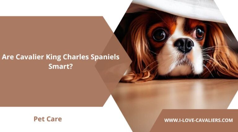 Are Cavalier King Charles Spaniels Smart Dogs?