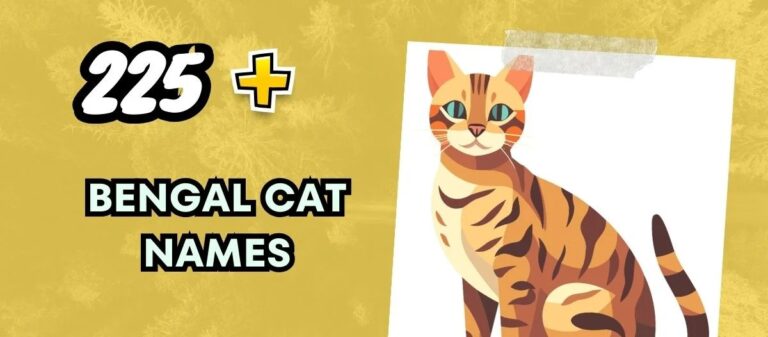 Bengal Cat Names – Wild And Exotic Inspirations