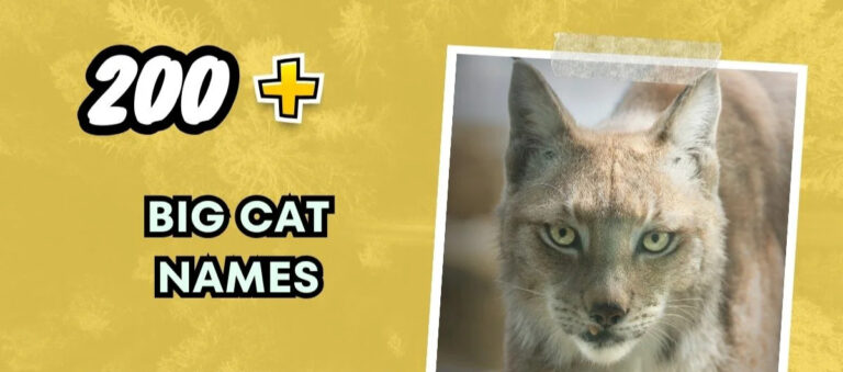 Big Cat Names – Bold And Impressive Ideas