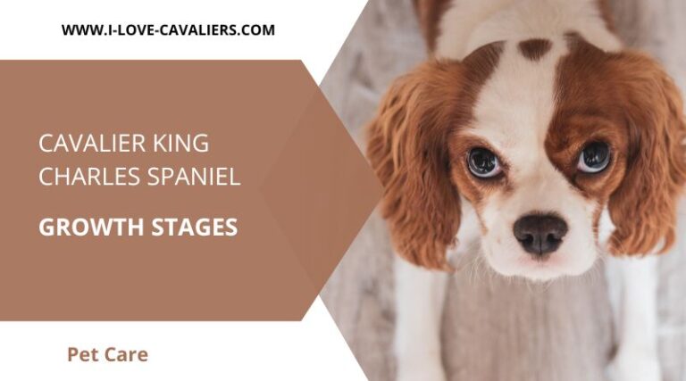 Cavalier King Charles Spaniel Growth Stages