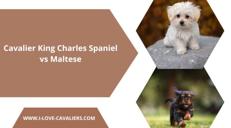 Cavalier King Charles Spaniel vs Maltese: Which is Better?