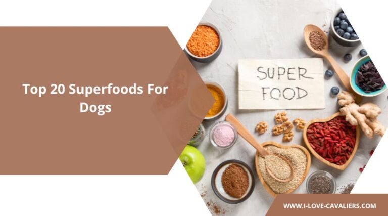 Complete Guide to Superfoods for Dogs