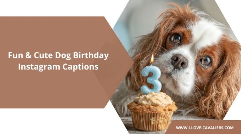 Dog Birthday Captions