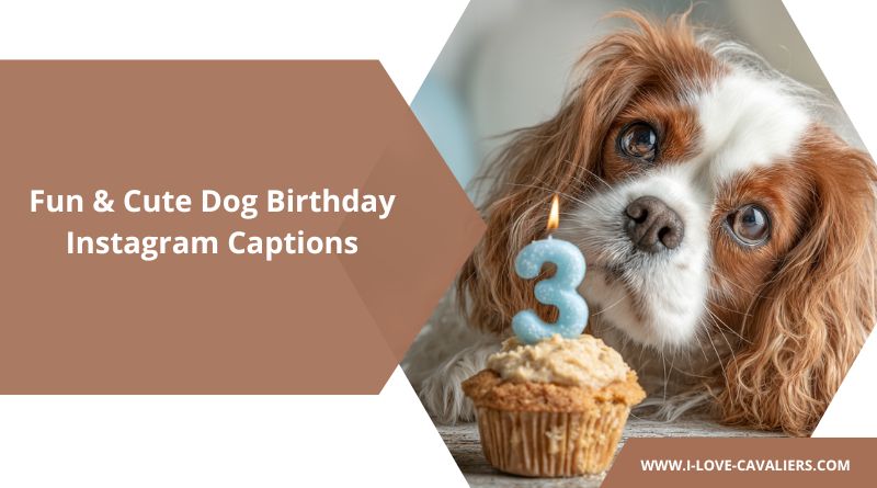 Dog Birthday Captions