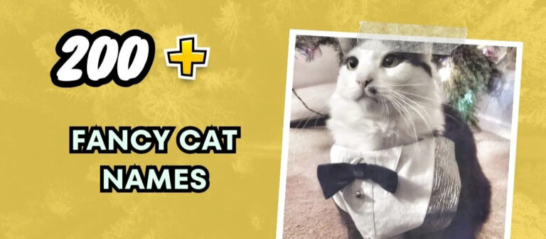 Fancy Cat Names – Elegant And Classy Choices