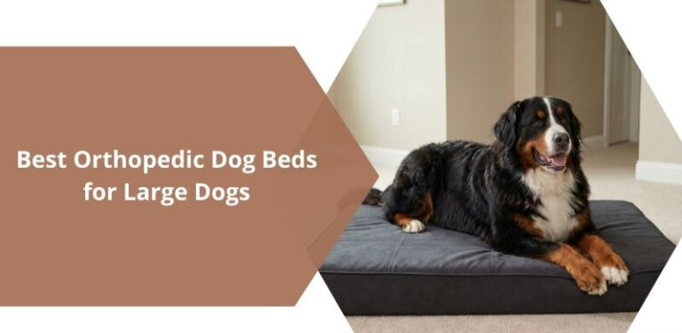 Best Orthopedic Dog Beds for Large Dogs: Complete Buying Guide