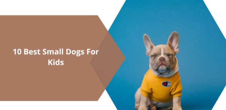 Best Small Dogs for Kids: Top Family-Friendly Breeds Revealed