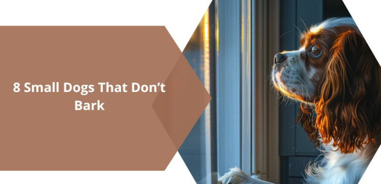 8 Cutest Small Dogs That Don’t Bark
