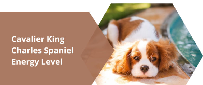 Exploring Cavalier King Charles Spaniel Energy Level