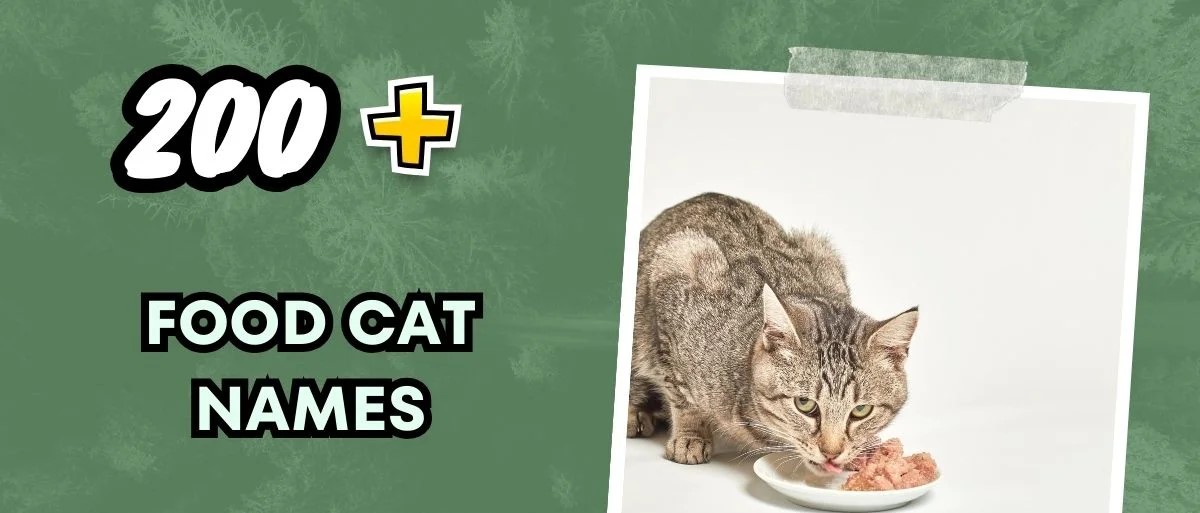 Food Cat Names – Sweet And Savory Ideas