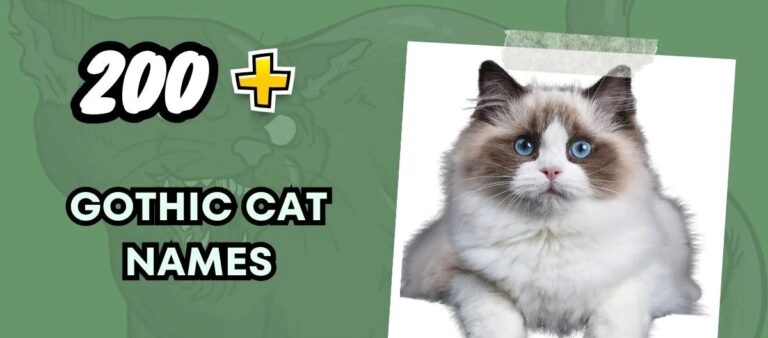 Gothic Cat Names – Funny And Intriguing Ideas