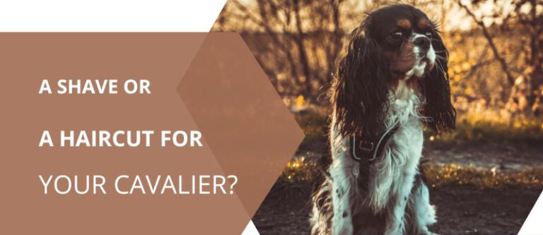 A Shave or a Haircut for your Cavalier?