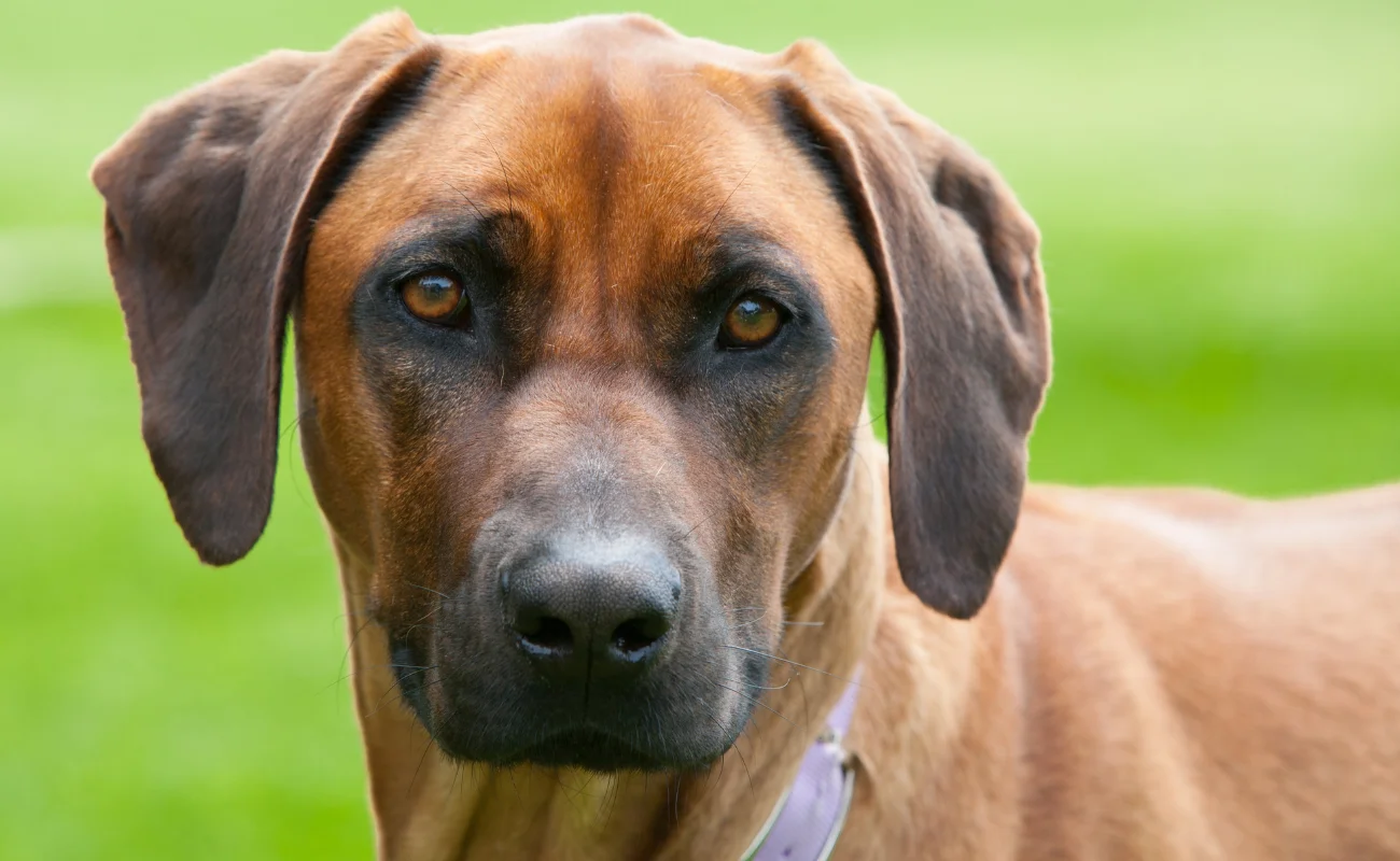 Things You Should not Do With Rhodesian Ridgebacks