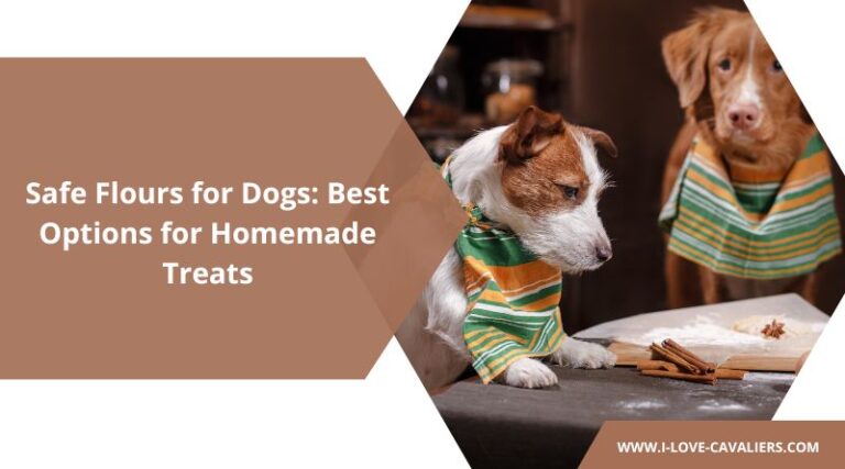 Safe Flours for Dogs – The Best Options for Homemade Treats