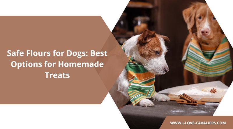 Safe Flours for Dogs – The Best Options for Homemade Treats