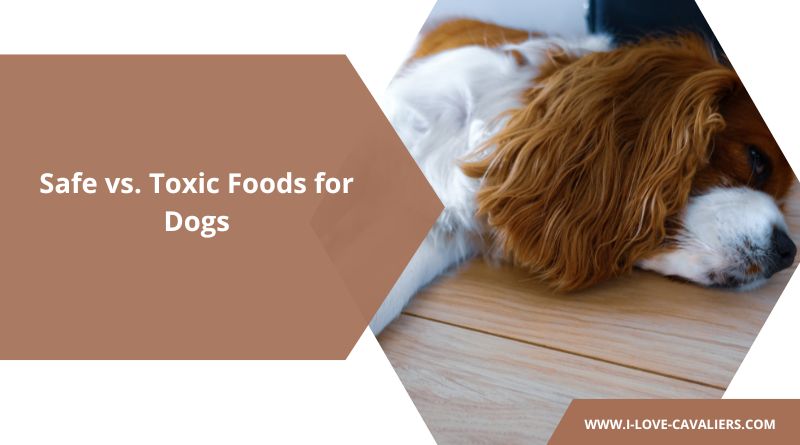 Foods Dogs Can Eat vs. Foods Dogs Can’t Eat (Safe and Toxic)