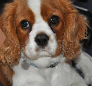 8 Things To Consider Before Owning a Cavalier
