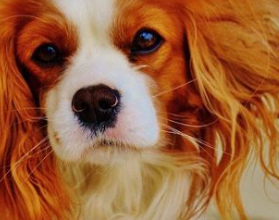 When Do Cavalier King Charles Spaniels Get Their Full Coat?