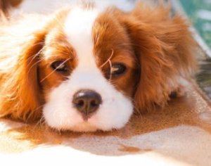 Male vs Female Cavalier King Charles Spaniel