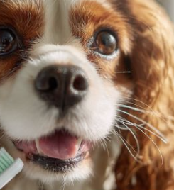 Homemade Dog Toothpaste for Bad Breath