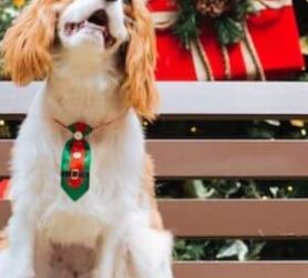 Cavalier King Charles Spaniel Yelps When Picked Up