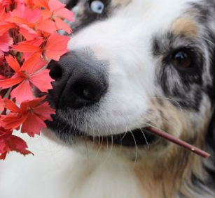 Flowers and Plants That Can Hurt Your Cavalier