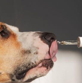 Essential Oils for Dogs: What Most Vets Won’t Tell You