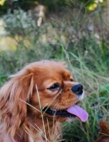 Cavalier King Charles Spaniel Excessive Panting: Is it Normal?