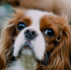 10 Reasons Why Cavaliers Are The Best Dogs