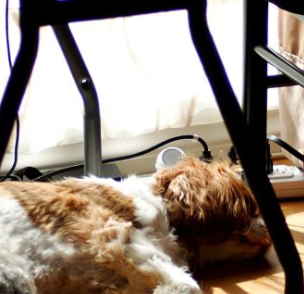 Why Do Cavalier King Charles Spaniels Sleep So Much?