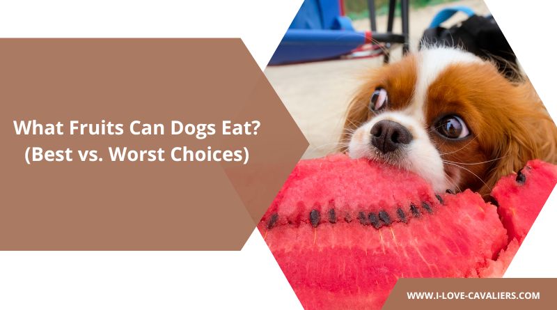 What Fruits Can Dogs Eat? (Best vs. Worst Choices)