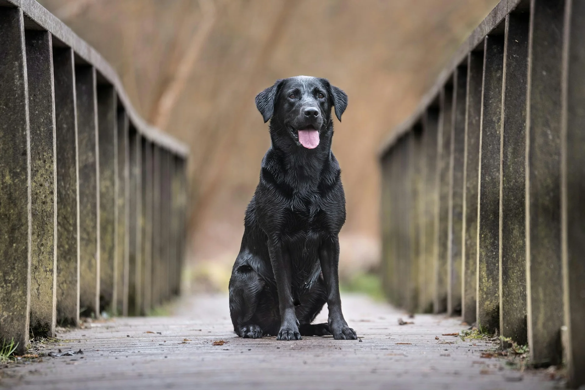 Essential Commands to Teach Your Labrador Retriever