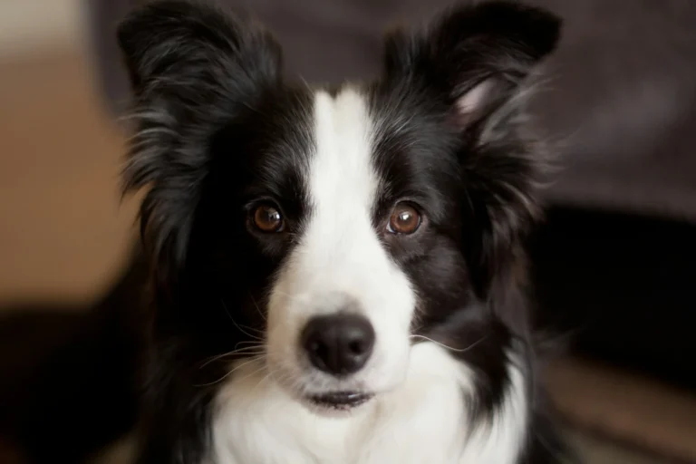 6 Daily Exercise Tips for High-Energy Border Collies