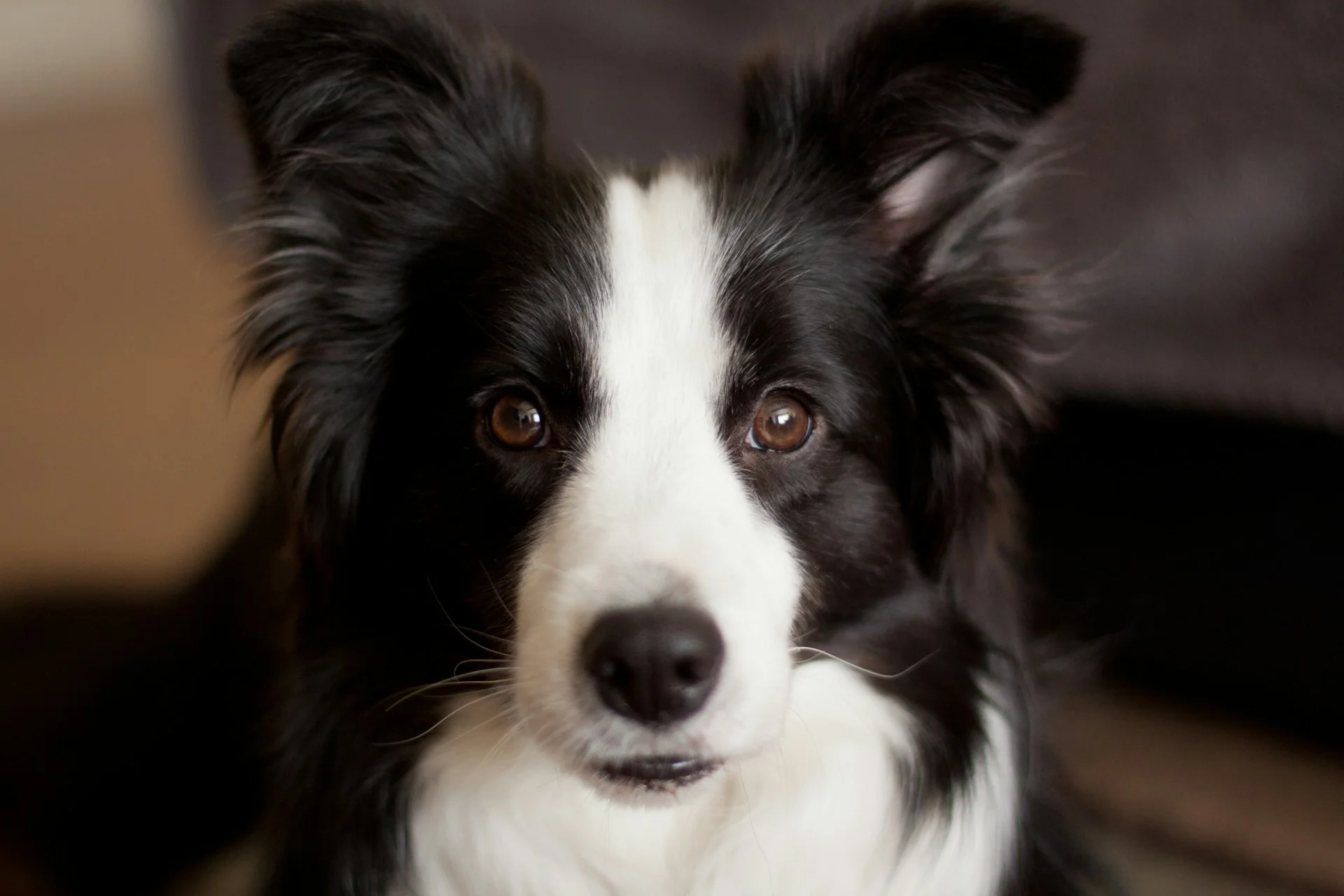 6 Daily Exercise Tips for High-Energy Border Collies