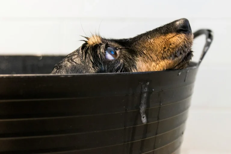 5 Dog Bath Tips For Puppy Owners