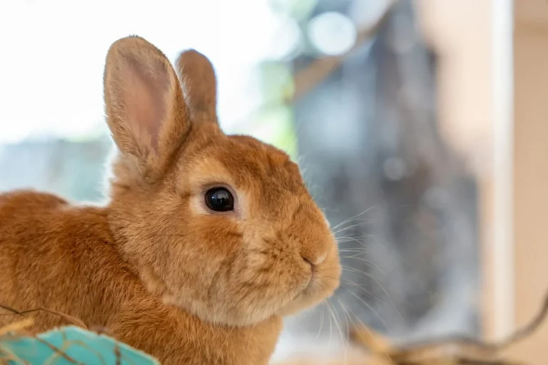 How to Choose Rabbit Pellets: Don’t Fall for the Fancy Labels