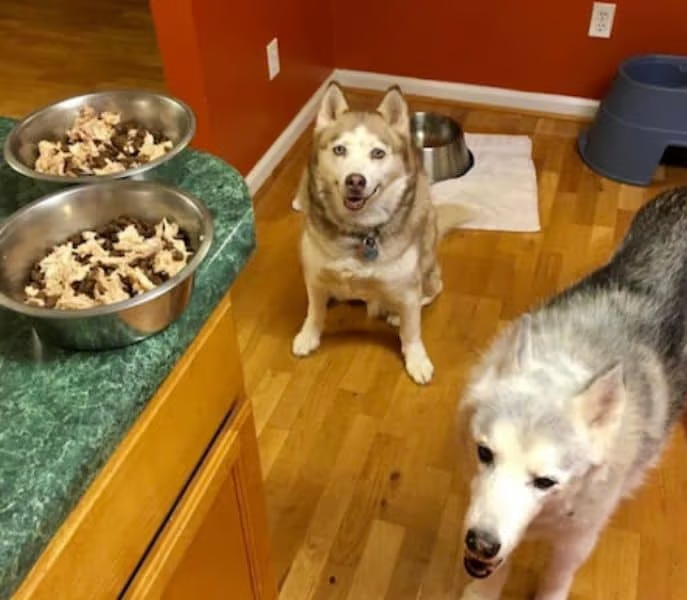 How To Boil Chicken For Dogs