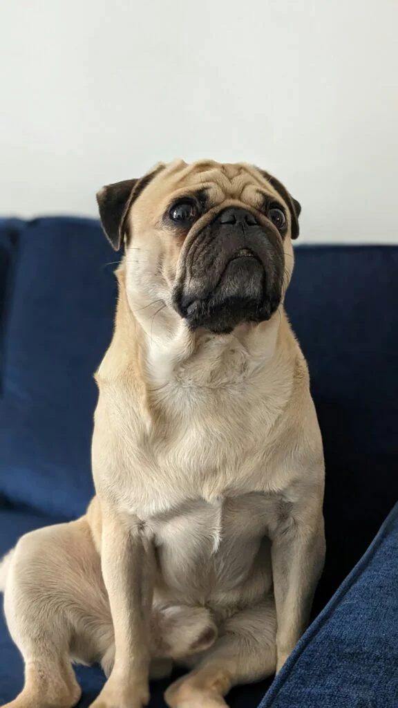 How to Calm a Dog During a Storm or Fireworks