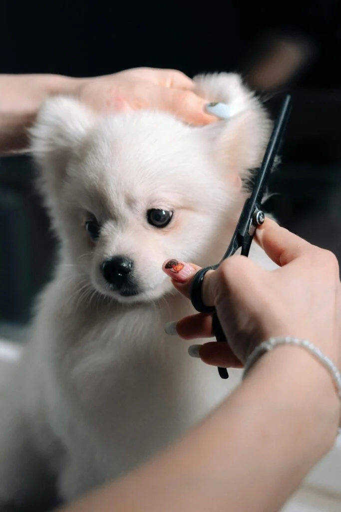 6 Dog Grooming Hacks That Save Money (And Time)