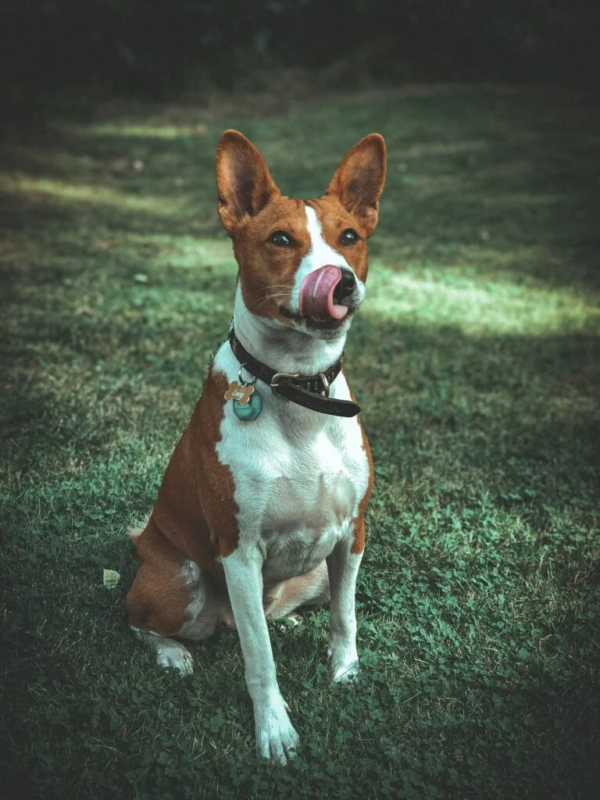 Dog Tricks You Need to Try