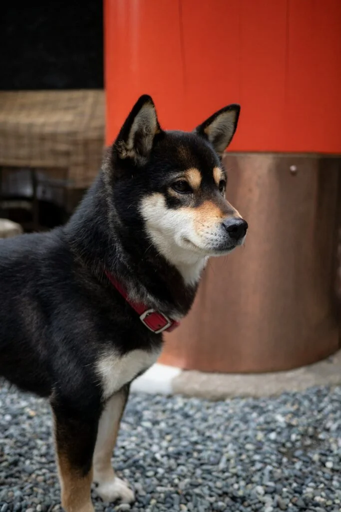 Shiba Inu